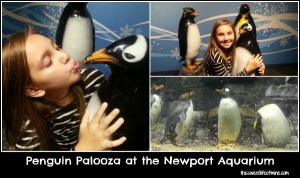 Penguin Palooza at the Newport Aquarium #homeschool #fieldtrip | embarkonthejourney.com