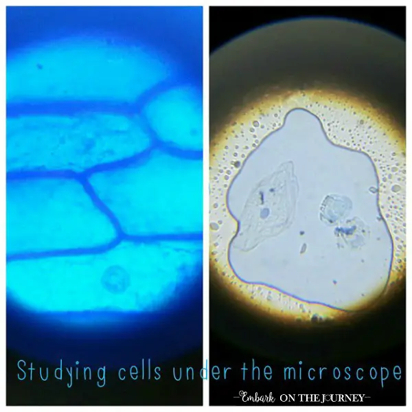 Studying Cells