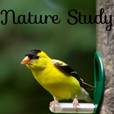 Nature Study