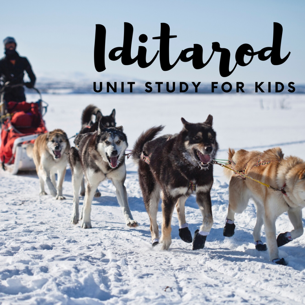 write an informative essay on the iditarod dogsled race