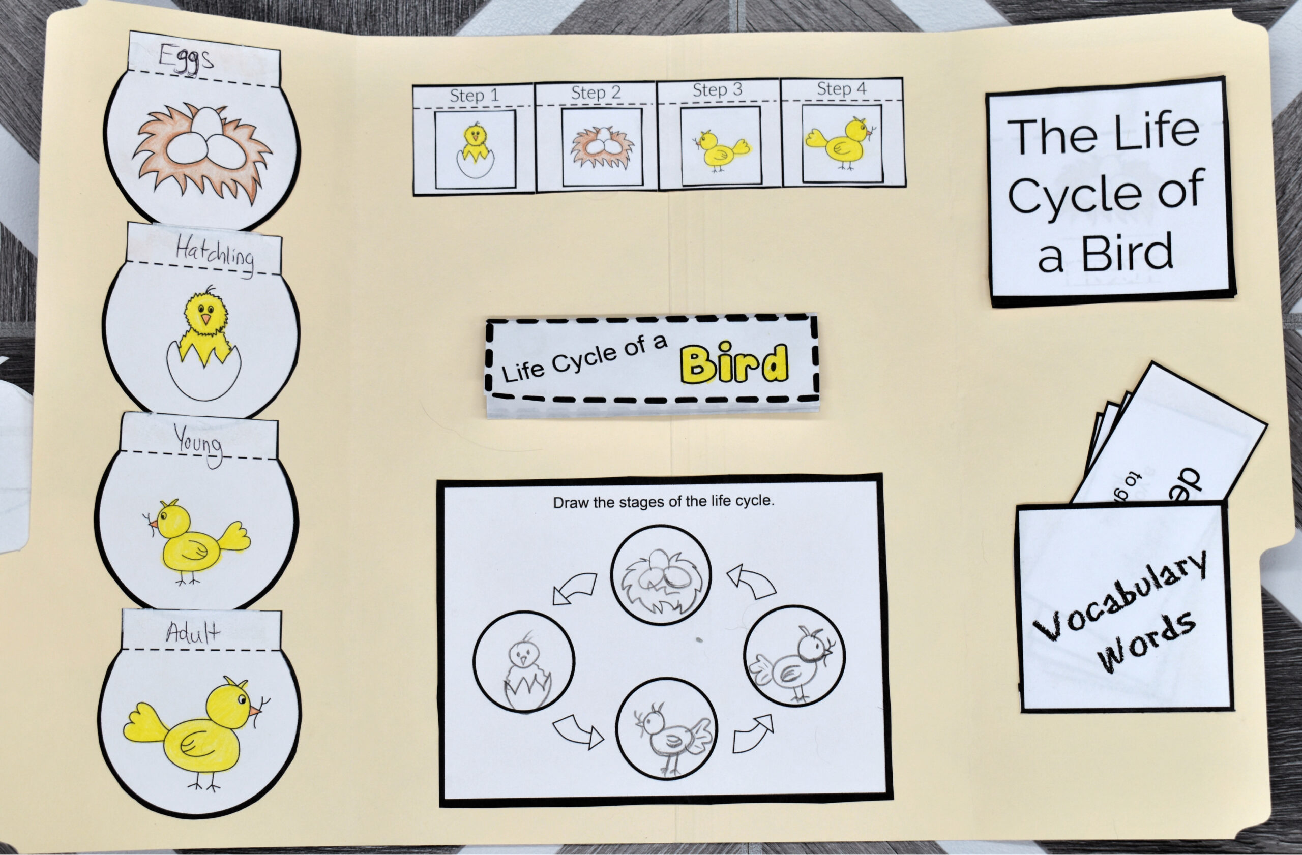 Bird Life Cycle Lapbook
