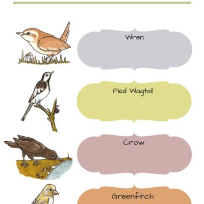 10 Free Bird Printables for Kids in Grades PreK - 2