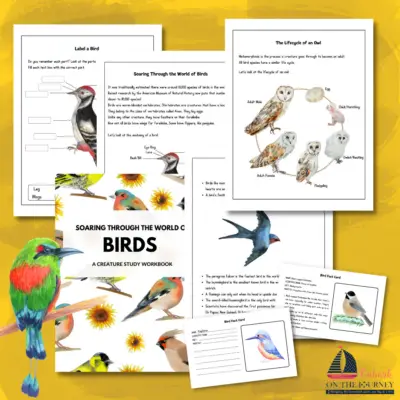 Homeschool Bird Unit Study